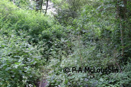 Frank Kimpton is buried here